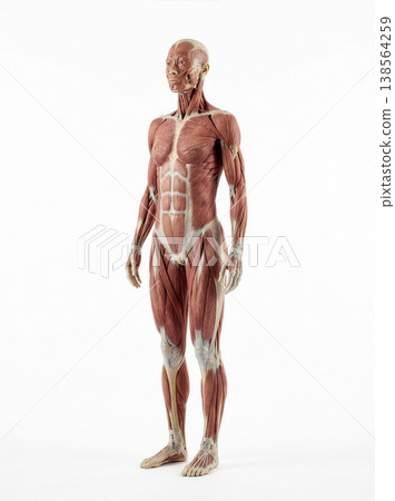 Muscle specimens 138564259