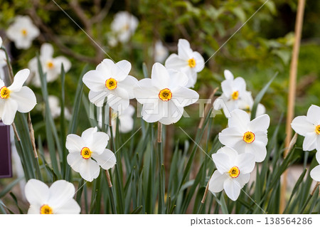 Close-up of white narcissus flowers (Narcissus poeticus) in spring garden. Beautiful daffodils against green bokeh background. 138564286