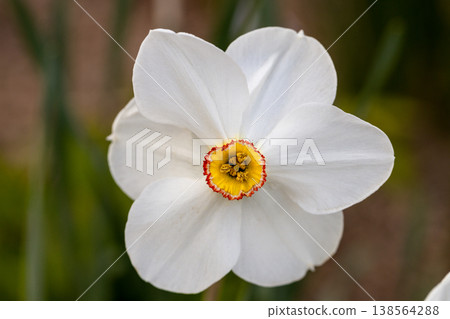 Close-up of white narcissus flowers (Narcissus poeticus) in spring garden. Beautiful daffodils against green bokeh background. 138564288