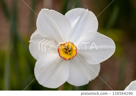 Close-up of white narcissus flowers (Narcissus poeticus) in spring garden. Beautiful daffodils against green bokeh background. Close-up of white narcissus flowers (Narcissus poeticus) in spring garden. Beautiful daffodils against green bokeh background. 138564290