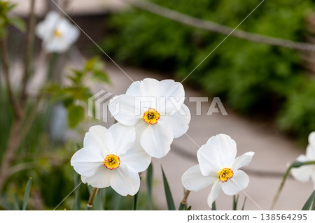 Close-up of white narcissus flowers (Narcissus poeticus) in spring garden. Beautiful daffodils against green bokeh background. 138564295