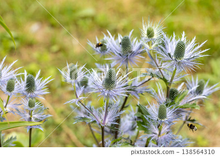 Eryngium alpinum 'Blue Jackpot' also known as Blue Sea Holly 138564310