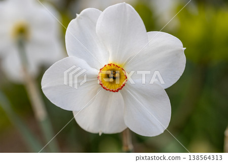 Close-up of white narcissus flowers (Narcissus poeticus) in spring garden 138564313