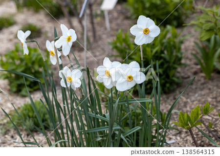 Close-up of white narcissus flowers (Narcissus poeticus) in spring garden. Beautiful daffodils against green bokeh background. 138564315