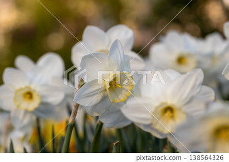 Close-up of white narcissus flowers (Narcissus poeticus) in spring garden 138564326