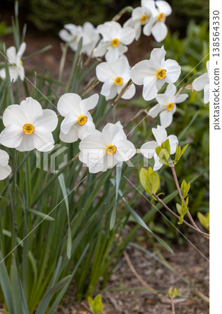 Close-up of white narcissus flowers (Narcissus poeticus) in spring garden. Beautiful daffodils against green bokeh background. Close-up of white narcissus flowers (Narcissus poeticus) in spring garden. Beautiful daffodils against green bokeh background. 138564330