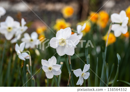 Close-up of white narcissus flowers (Narcissus poeticus) in spring garden Close-up of white narcissus flowers (Narcissus poeticus) in spring garden 138564332