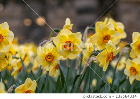 Narcissus Altruist blossoms in the garden in spring Narcissus Altruist blossoms in the garden in spring 138564334