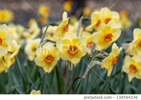Narcissus Altruist blossoms in the garden in spring Narcissus Altruist blossoms in the garden in spring 138564336
