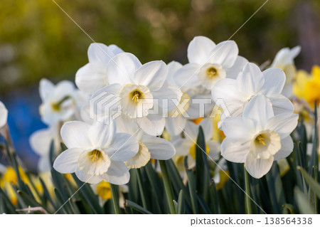 Close-up of white narcissus flowers (Narcissus poeticus) in spring garden Close-up of white narcissus flowers (Narcissus poeticus) in spring garden 138564338