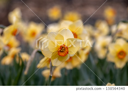 Narcissus Altruist blossoms in the garden in spring 138564340