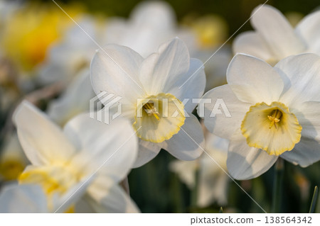 Close-up of white narcissus flowers (Narcissus poeticus) in spring garden 138564342