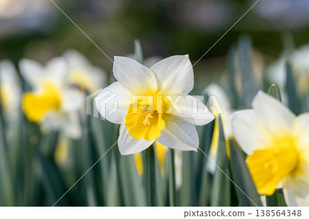 Close-up of white narcissus flowers Narcissus poeticus in spring garden 138564348