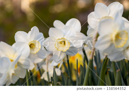 Close-up of white narcissus flowers (Narcissus poeticus) in spring garden 138564352