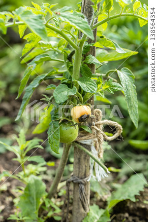 Still green, unripe, young tomato fruits affected by blossom end rot Still green, unripe, young tomato fruits affected by blossom end rot 138564354