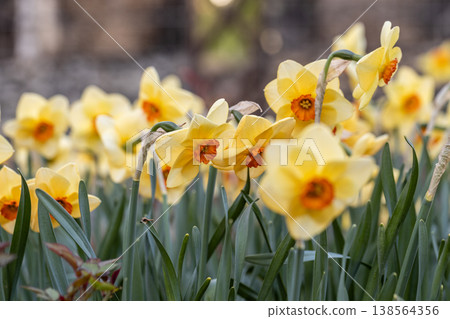 Narcissus Altruist blossoms in the garden in spring Narcissus Altruist blossoms in the garden in spring 138564356