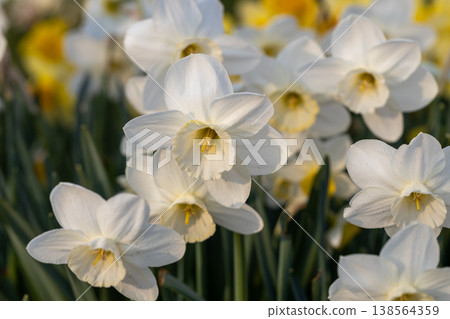 Close-up of white narcissus flowers (Narcissus poeticus) in spring garden 138564359