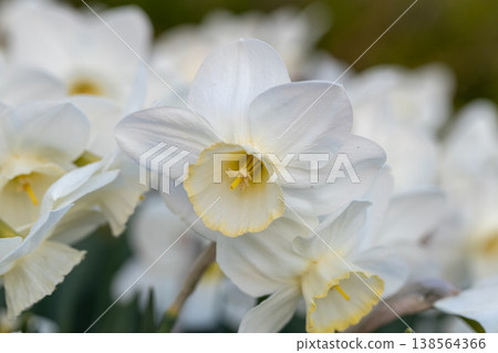 Close-up of white narcissus flowers (Narcissus poeticus) in spring garden 138564366
