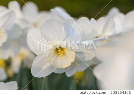 Close-up of white narcissus flowers (Narcissus poeticus) in spring garden 138564368