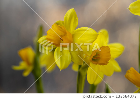Beautiful Spring banner with fresh yellow daffodil flowers grow in pot on windowsill 138564372