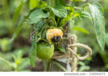 Still green, unripe, young tomato fruits affected by blossom end rot Still green, unripe, young tomato fruits affected by blossom end rot 138564373