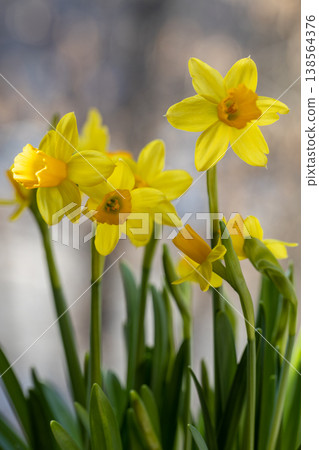 Beautiful Spring banner with fresh yellow daffodil flowers grow in pot on windowsill 138564376