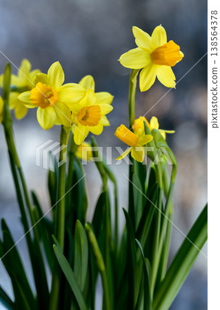 Beautiful Spring banner with fresh yellow daffodil flowers grow in pot on windowsill 138564378