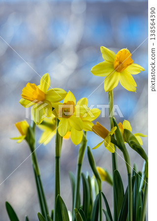 Beautiful Spring banner with fresh yellow daffodil flowers grow in pot on windowsill Beautiful Spring banner with fresh yellow daffodil flowers grow in pot on windowsill 138564390