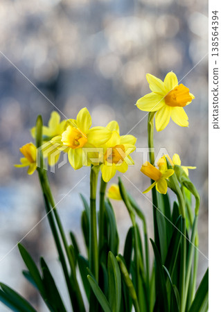 Beautiful Spring banner with fresh yellow daffodil flowers grow in pot on windowsill Beautiful Spring banner with fresh yellow daffodil flowers grow in pot on windowsill 138564394