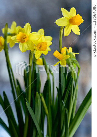 Beautiful Spring banner with fresh yellow daffodil flowers grow in pot on windowsill 138564396