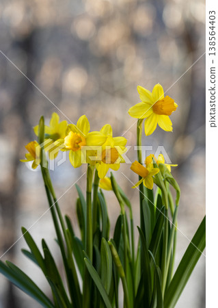 Beautiful Spring banner with fresh yellow daffodil flowers grow in pot on windowsill 138564403