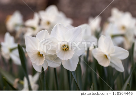 Close-up of white narcissus flowers (Narcissus poeticus) in spring garden 138564446