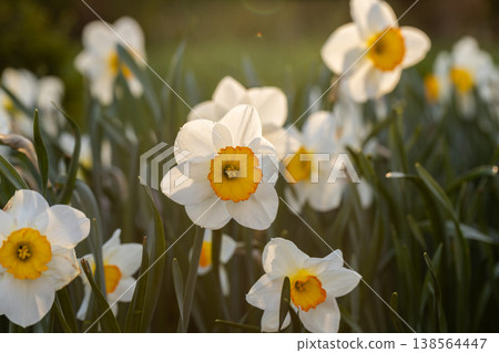 Close-up of white narcissus flowers (Narcissus poeticus) in spring garden 138564447