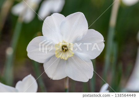 Close-up of white narcissus flowers (Narcissus poeticus) in spring garden 138564449
