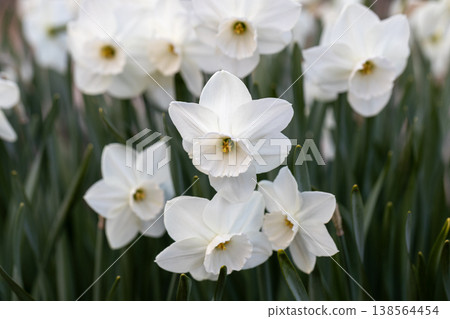 Close-up of white narcissus flowers (Narcissus poeticus) in spring garden 138564454