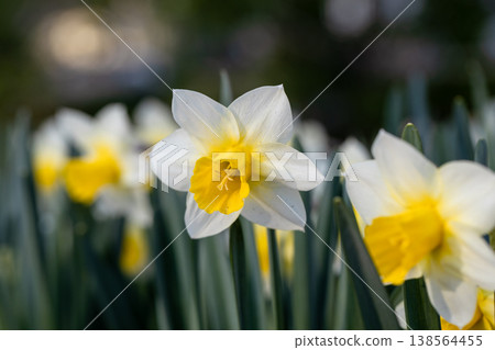 Close-up of white narcissus flowers Narcissus poeticus in spring garden 138564455