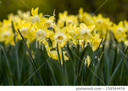 Yellow Narcissus Pipit in garden. Narcissus poeticus  138564456