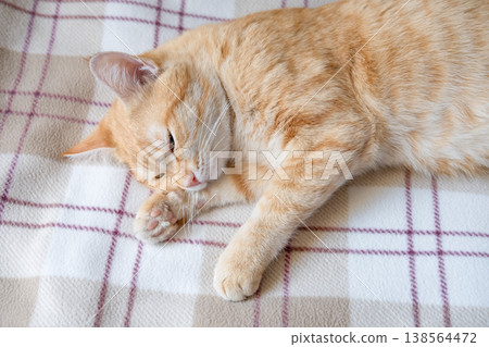 A sick cat after anesthesia lies in a diaper A sick cat after anesthesia lies in a diaper 138564472
