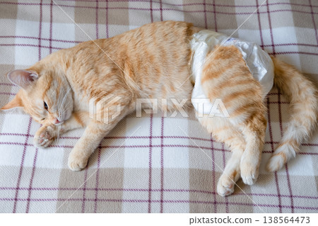 A sick cat after anesthesia lies in a diaper A sick cat after anesthesia lies in a diaper 138564473