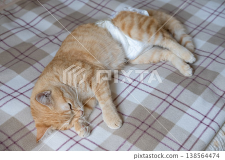 A sick cat after anesthesia lies in a diaper A sick cat after anesthesia lies in a diaper 138564474