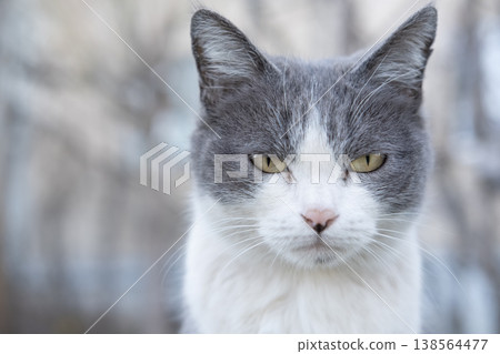 Little gray cat on the street 138564477