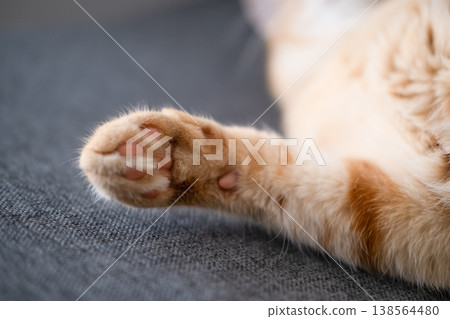 Ginger cat's paw on the sofa Ginger cat's paw on the sofa 138564480