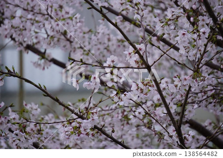 櫻花盛開 櫻花盛開 138564482