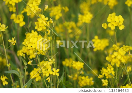 春天油菜田裡的黃花 春天油菜田裡的黃花 138564483