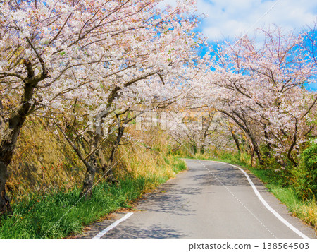 A road lined with cherry trees on Megijima Island in springtime. A road lined with cherry trees on Megijima Island in springtime. 138564503