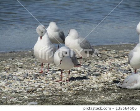 Black-headed gulls on the sandy beach of Kemigawahama Black-headed gulls on the sandy beach of Kemigawahama 138564506