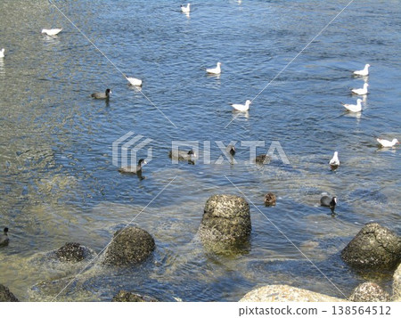 黑頭鷗和鸕鶿，這些冬季候鳥，已經抵達花見川河口。 138564512