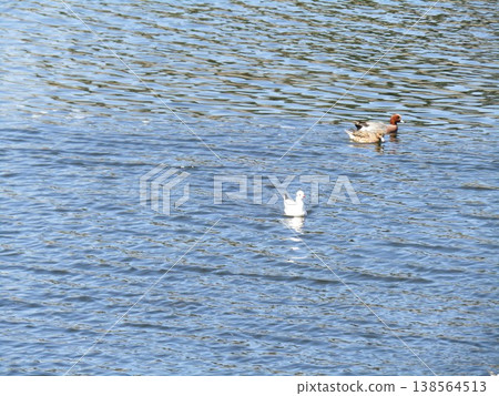 Winter migratory birds, Wigeon and Black-headed Gull, arrive at the mouth of the Hanami River 138564513