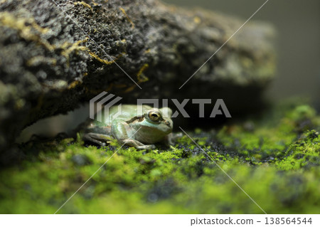 Japanese tree frog dozing under a rock 138564544