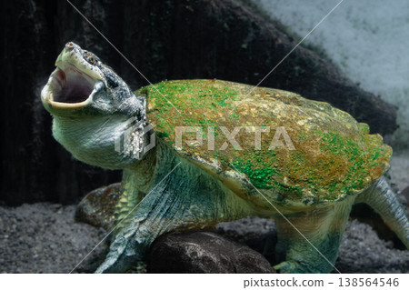 A snapping turtle with its mouth open A snapping turtle with its mouth open 138564546